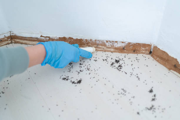 Flea Control Services in Old Stine, CA